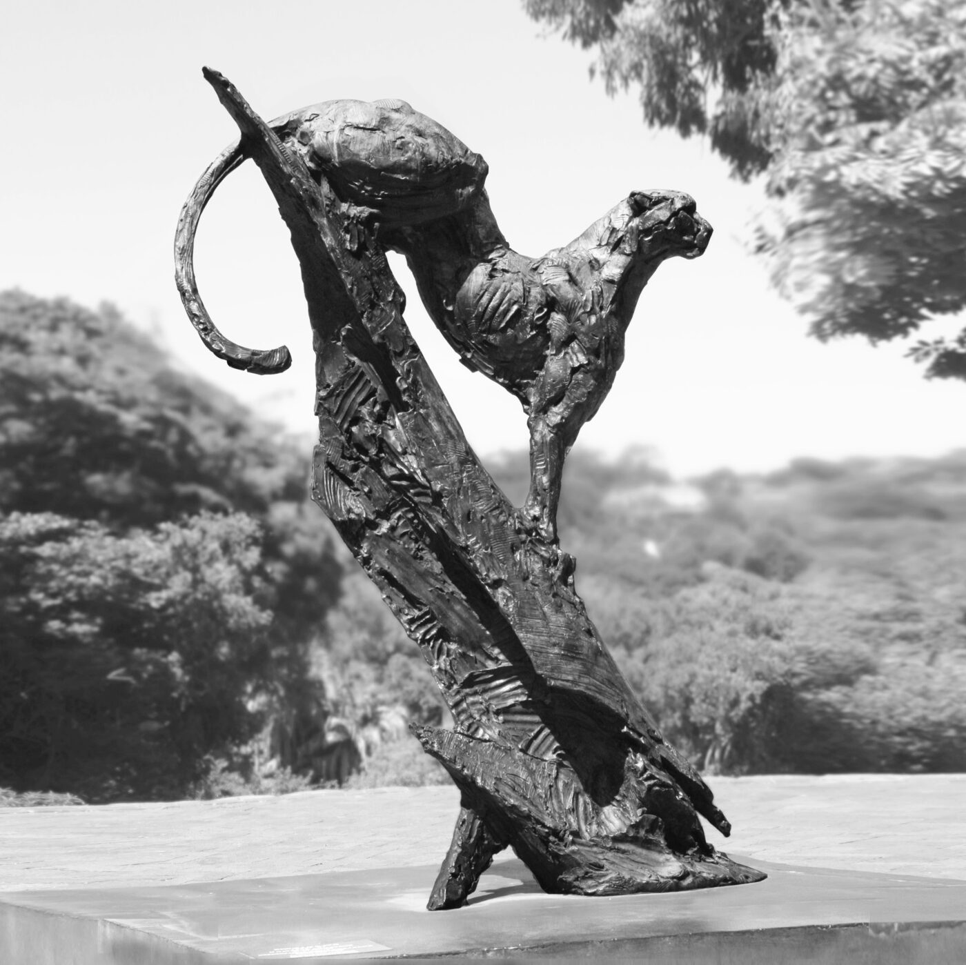 Surveying Cheetah III, Bronze von Dylan Lewis als Vorlage der Muenzserie